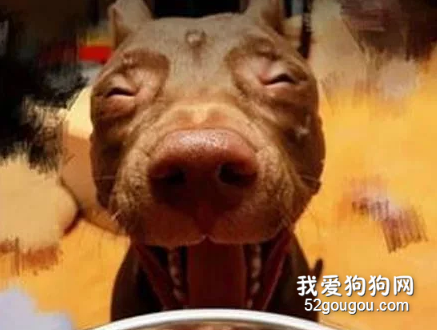 狗子60天没吃牛肉，当它看到肉时，笑容特别浮夸：我久违的大餐啊！