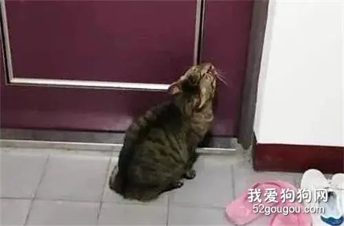 猫不幸被反锁门外，暖心邻居出手相助，看到结局笑了！