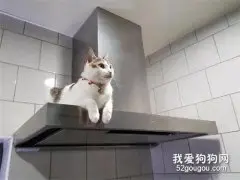 网友家的猫喜欢趴在电器上面，叫下来又马上跑上去，让人好无奈！