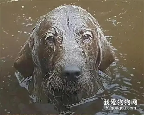 有的狗，养着养着就黑黑黑黑黑黑黑了！