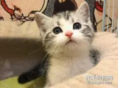 猫牙发炎了怎么办 一定要及时治疗