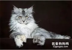 缅因猫优点和缺点有哪些？