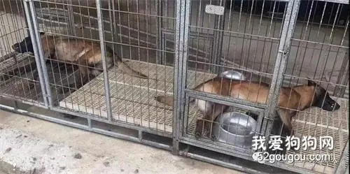 搜救犬被毒害身亡：有的人活着，心已腐烂不堪