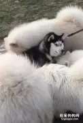 二哈吓得不敢动：我太难了！