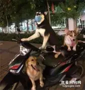 哈士奇出门太吵，于是主人给它带了个口罩，结果...太沙雕了!