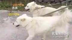 狗哥哥为保护弟弟，在屋顶上风吹雨淋三年...