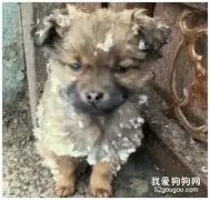 大雪天小土狗突然出现在门口，无助的眼神让业主心动了：我养你呀