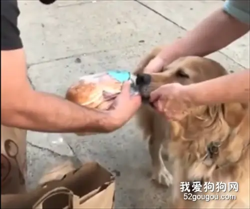 大金毛当街打劫路人面包，这臭不要脸的样子...太可爱了