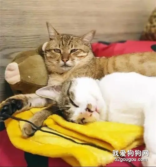 俩猫天天在家里上演十八禁，结果…
