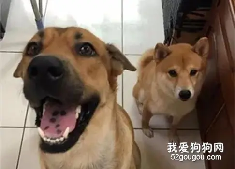 预感圣诞树会被狗狗拿来尿尿，网友提前设好结界，机智得不行！