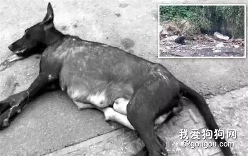 狗妈妈外出觅食遭车撞，为回去给孩子喂奶，它拖行重伤身体超800米