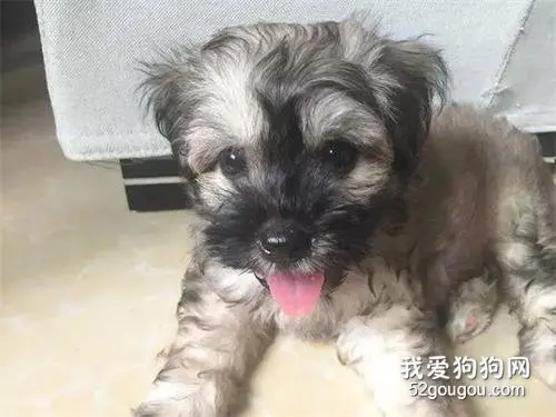 爸爸是灰色泰迪，妈妈是黑色泰迪，生出来的孩子却是这模样，想哭