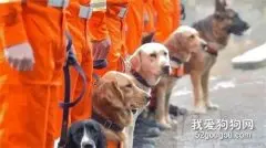 特殊的逆行者——搜救犬