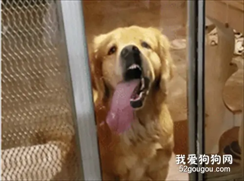 金毛吐着长舌头在门口等吃饭，主人看完忍不住笑了