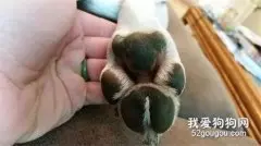 铲屎官在狗狗的脚掌上发现了一只小考拉，网友惊了：我家也有！