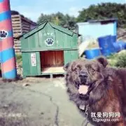 流浪猫刚被领养就公然抢夺狗子新家，要造反？