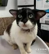 救助了一只流浪小狗，带去医院，兽医：这是猫！