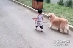 小主人牵着金毛狂奔，身后家人很无语，下一秒金毛的机灵让人称赞
