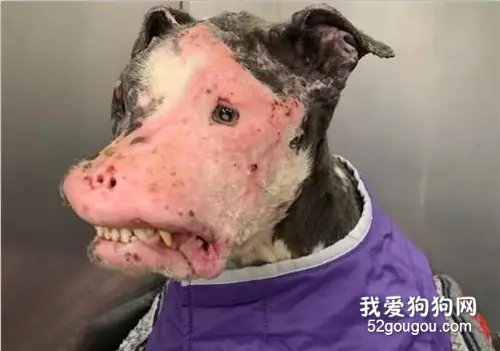 超恐怖流浪狗，头顶却有一颗桃心：外表再丑，也掩盖不了我对你的爱！