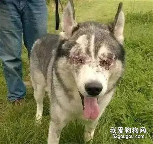 一只被原主人戳瞎眼睛的哈士奇，幸好遇到了善良的主人！