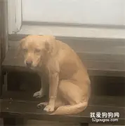 凌晨醒来，家里竟然多出一只狗，小哥一看监控：这就是缘分吧！