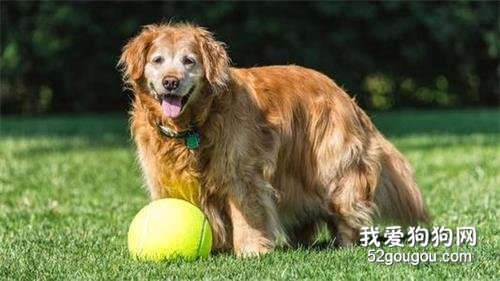 老龄犬喂养技巧：喂养老年狗狗的10条建议