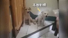 狗子被质问谁咬烂信，凶手汪后腿狂踹隔壁汪：你快承认啊！​