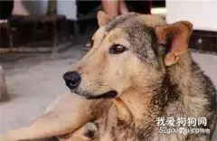 90岁老人含泪送走爱犬，它两次都义无反顾的跑回来探望老人