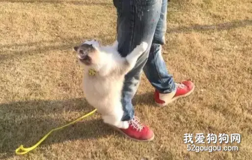 带布偶猫出去晒太阳！喵：放我回去，我就想做一个死宅！