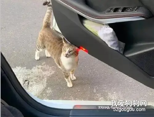 开着车门，没多久居然跑来一只大胆的猫，一点都不怕生！