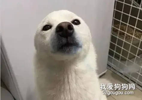 阿柴偷咬圆珠笔墨水洒一地，爸爸刚准备骂，它秒变海豹！