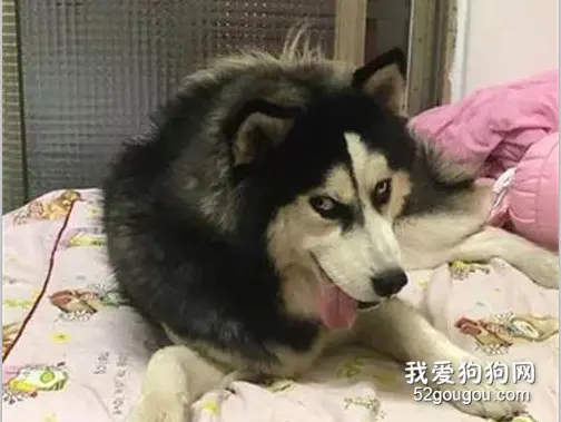 二哈偷吃一整瓶凡士林，被质问还装傻，第二天...它更嗨了！