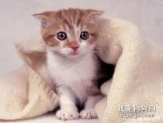 猫瘟是通过什么方式传染给别的猫？