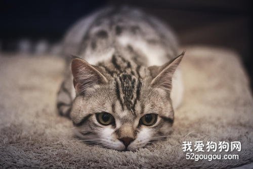 猫骨折了怎么办？