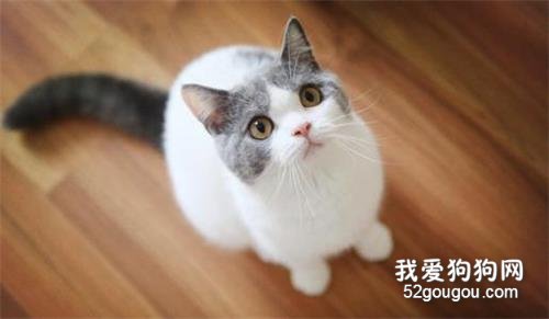 猫骨折了怎么办？