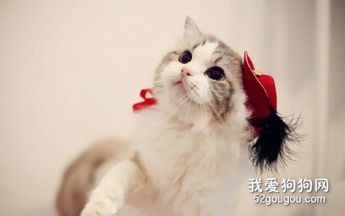 猫接种疫苗后的几个注意事项