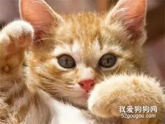 绝育的猫咪会乱跑吗？猫咪绝育有哪些好处？