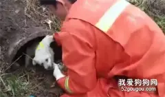 暖哭了！狗子被消防员救后，拖着瘸腿紧追消防车不肯离去…