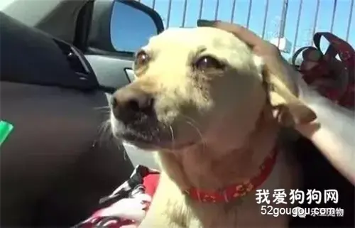 流浪狗一家生活中垃圾桶里，当好心人收养它们时，流浪狗妈妈哭了