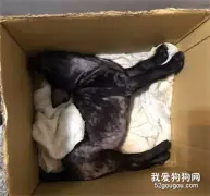 黑狗充当店小二，上班时间却找客人要肉肉，主人都尴尬！