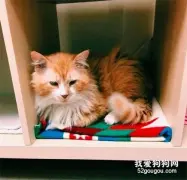猫咪被抛弃后，暴走12英里回到家，主人却狠心想将它安乐死...