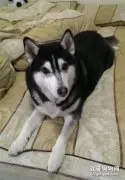 将14岁爱犬骨灰烧成琉璃，她见圆珠上浑然天成的黑白狗脸，红了眼眶…