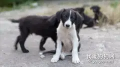 中国小土狗，登上美国早新闻，大难不死必有后福