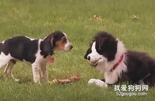 真狗 VS 假边牧，笑喷了！