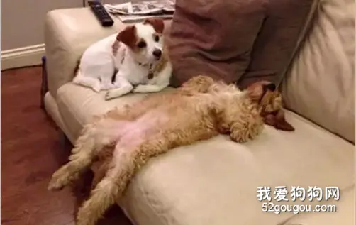 泰迪第一次去朋友家借住，睡姿就惊呆了朋友，完全不把自己当外人！