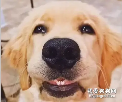 这一定是世界上最有“爱心”的小金毛了，没有之一！