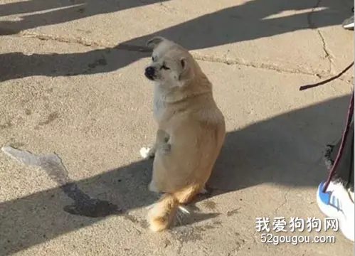 零下17度，狗子坐在地上撒尿，下一秒就悲剧了：我太难了！