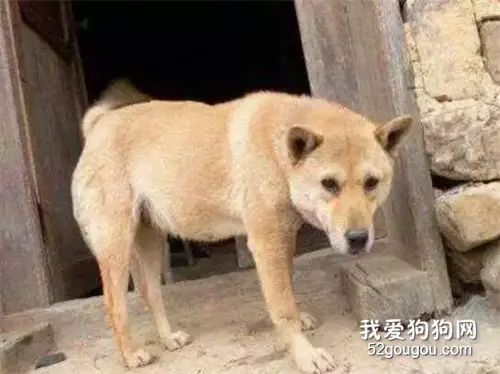 土狗不吃不喝三天，遍体鳞伤跑回家，却还是要被主人送走...狗狗的反应让人心碎