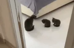 小奶猫跟着妈妈学习洗脸