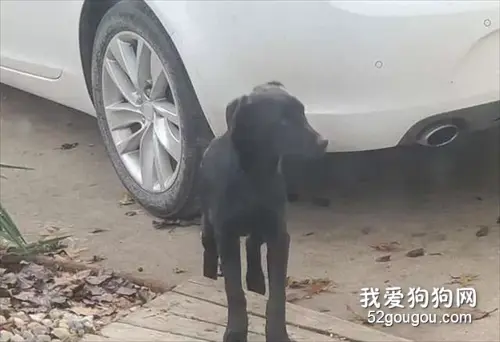 车底下捡到一只怕人的流浪狗，可它的一个举动让网友心都化了...